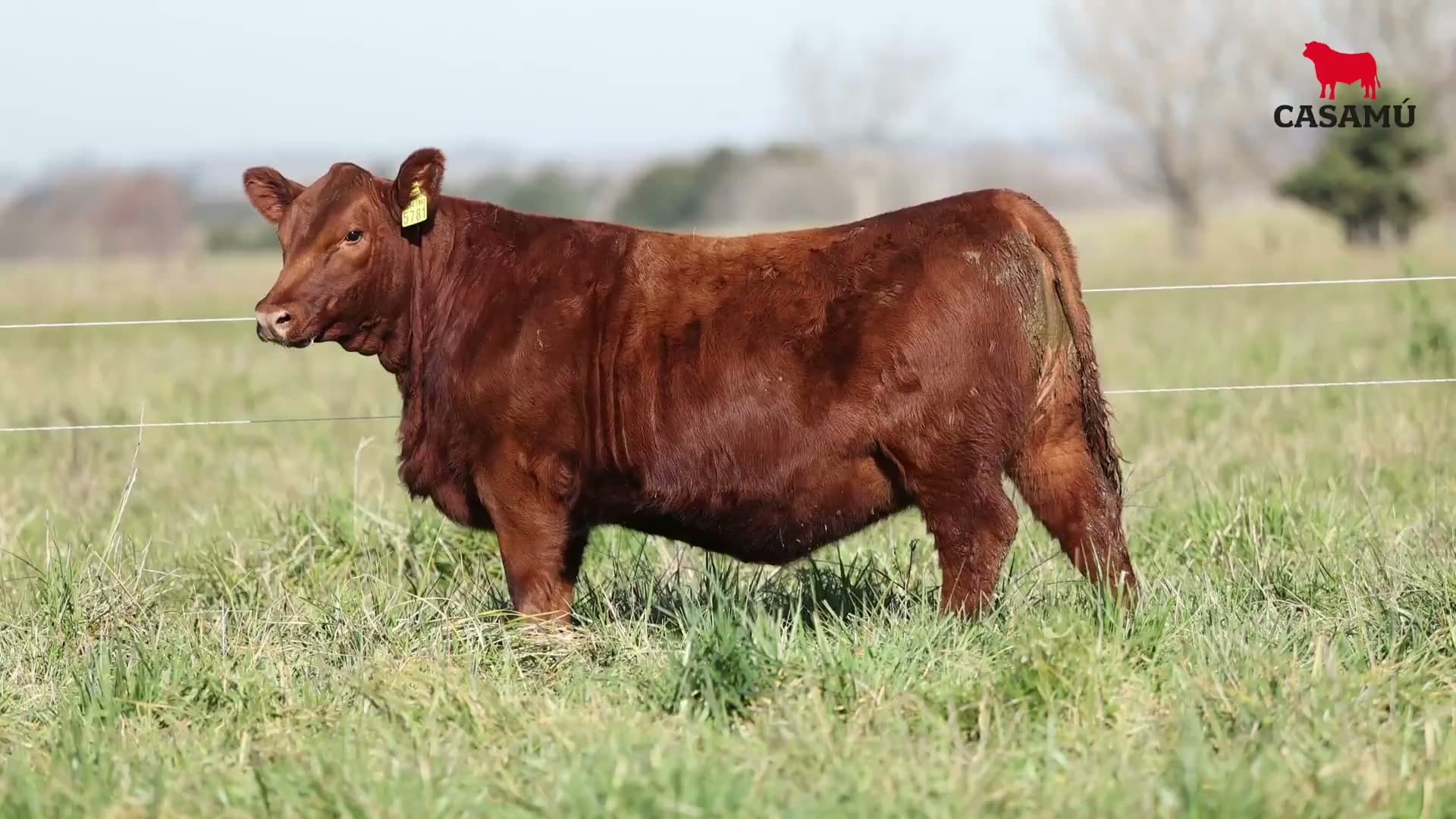 Ternera RP J5781 · Lote 46