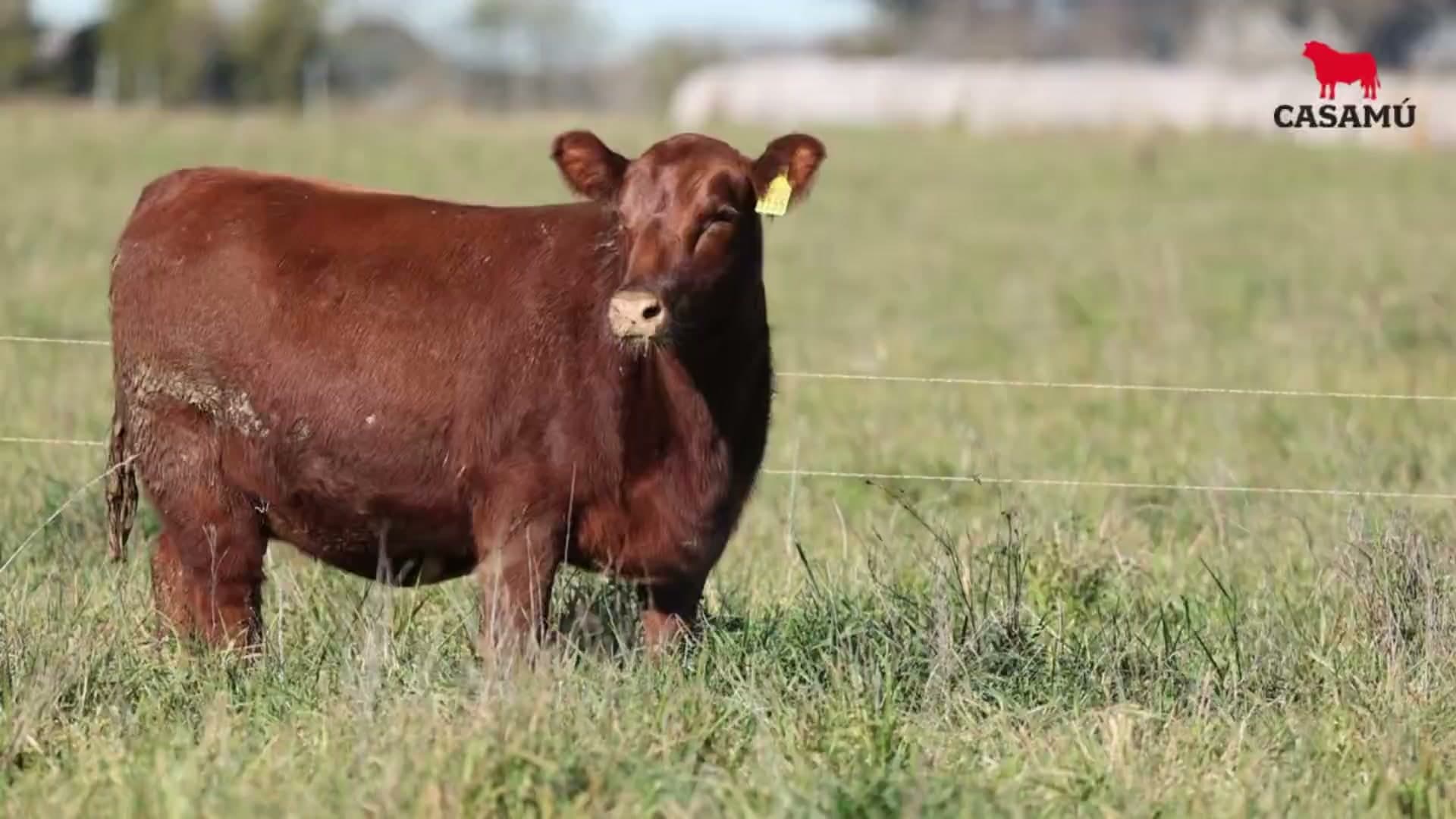 Vaquillona RP 5155 · Lote 48