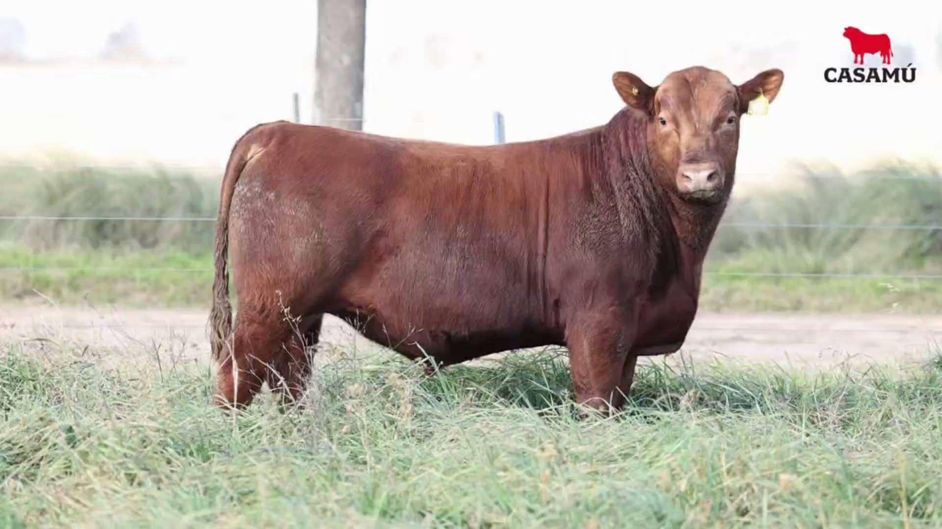 Toro RP 5452 · Lote 11