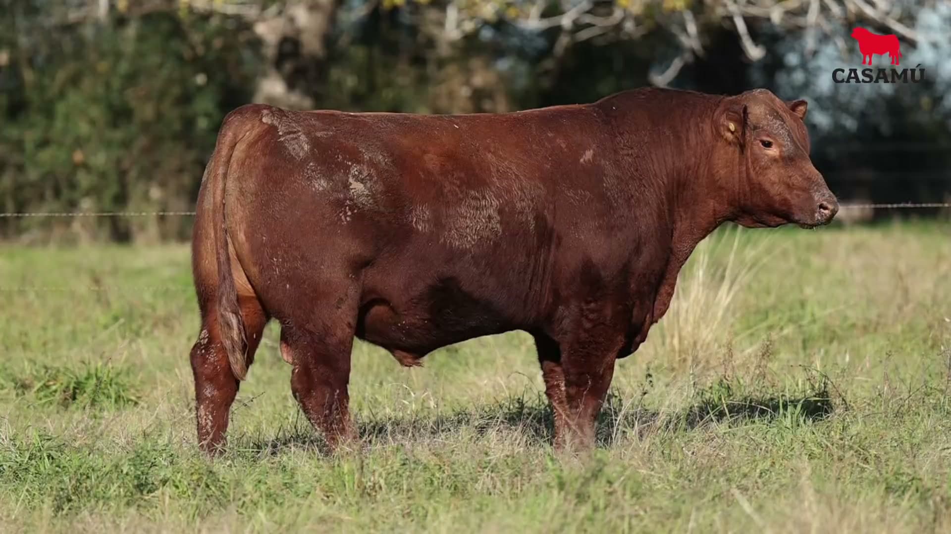 Toro RP 5100 · Lote 21