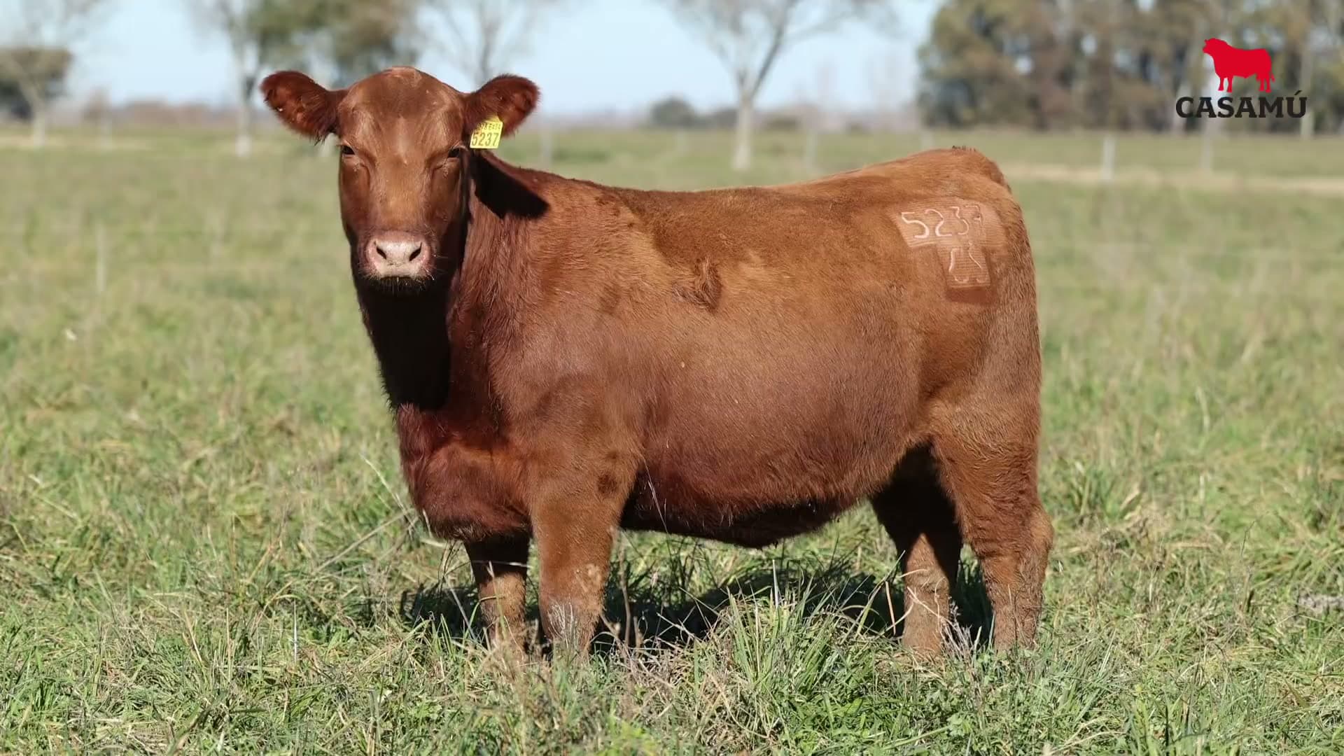 Vaquillona RP 5237 · Lote 49