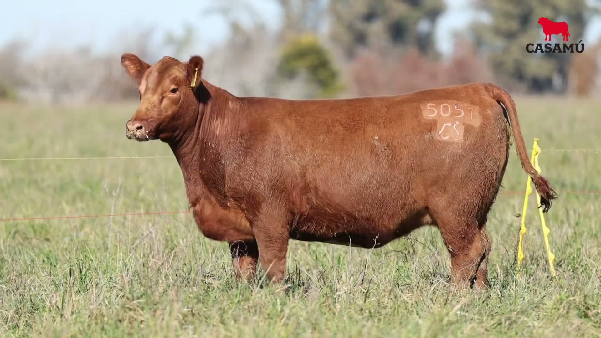 Vaquillona RP 5051 · Lote 54