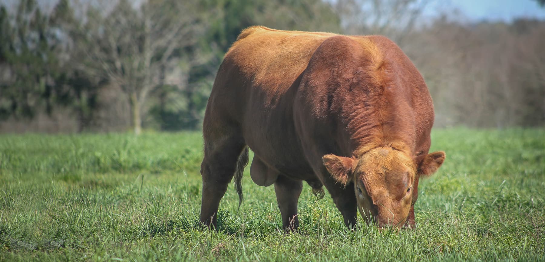 Toro Angus colorado pastoreando en campo natural