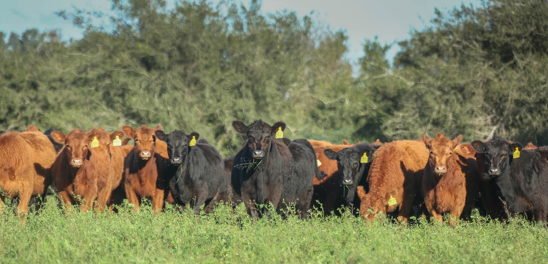 Novillos Angus colorados y negros de Casamú