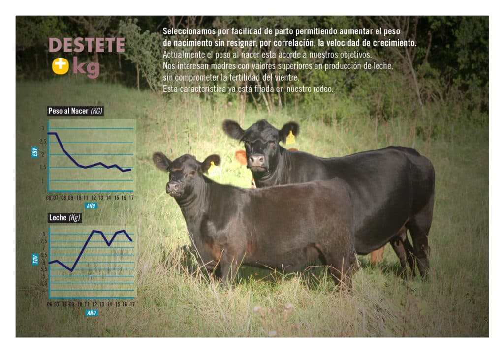 Evolución genética del rodeo Casamú — Gráfico 2