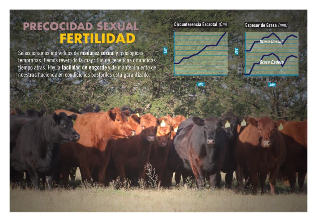 Evolución genética del rodeo Casamú — Gráfico 4