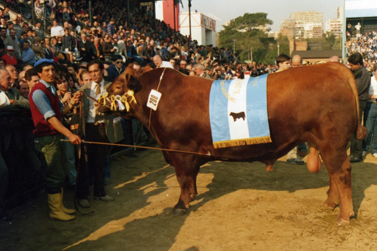 CSM 334 Yeroviá Bicampeón Angus Palermo 89/90. Cacho Bianchi y Carlos junto al toro.