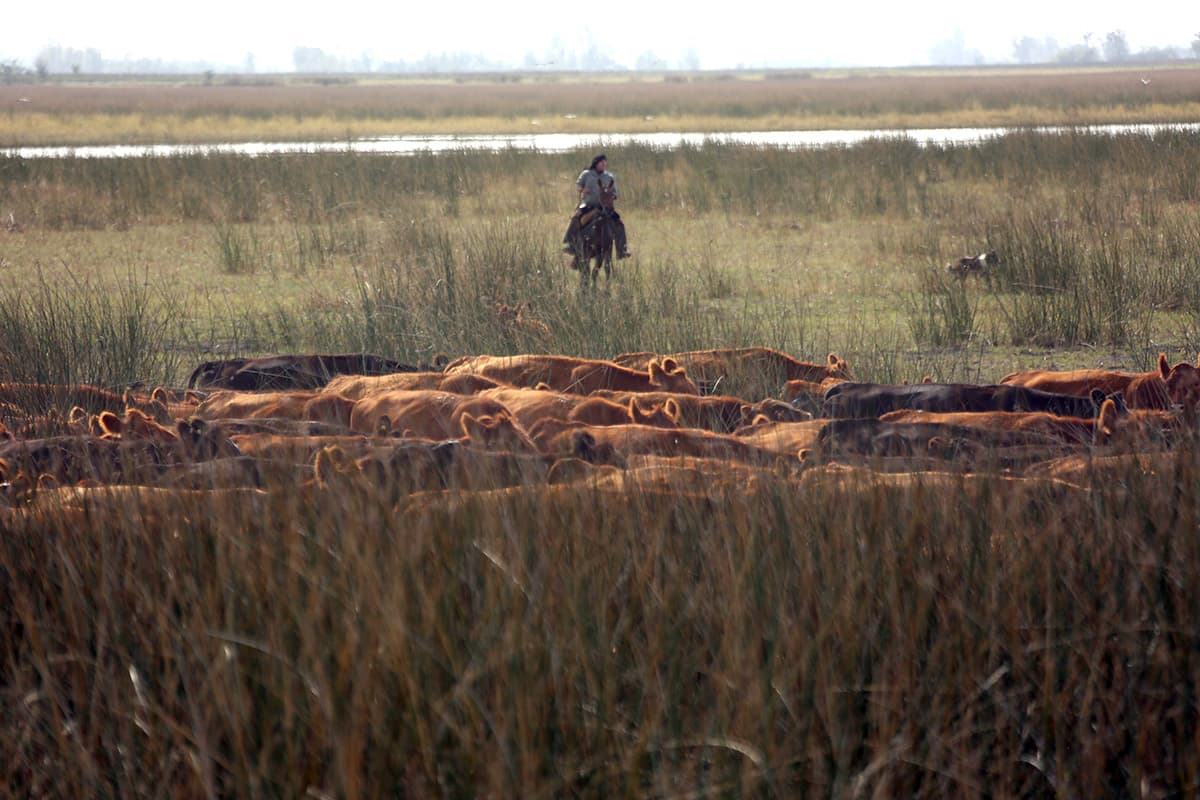 La vaca y el segundo parto en campos naturales inundables