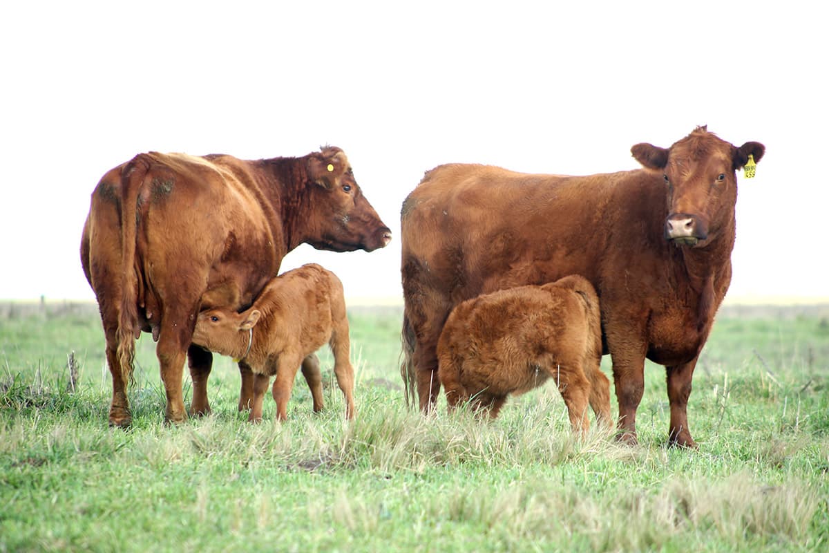 Vacas de 6 años con sus quintas crías en Estancia Albalonga, Lincoln