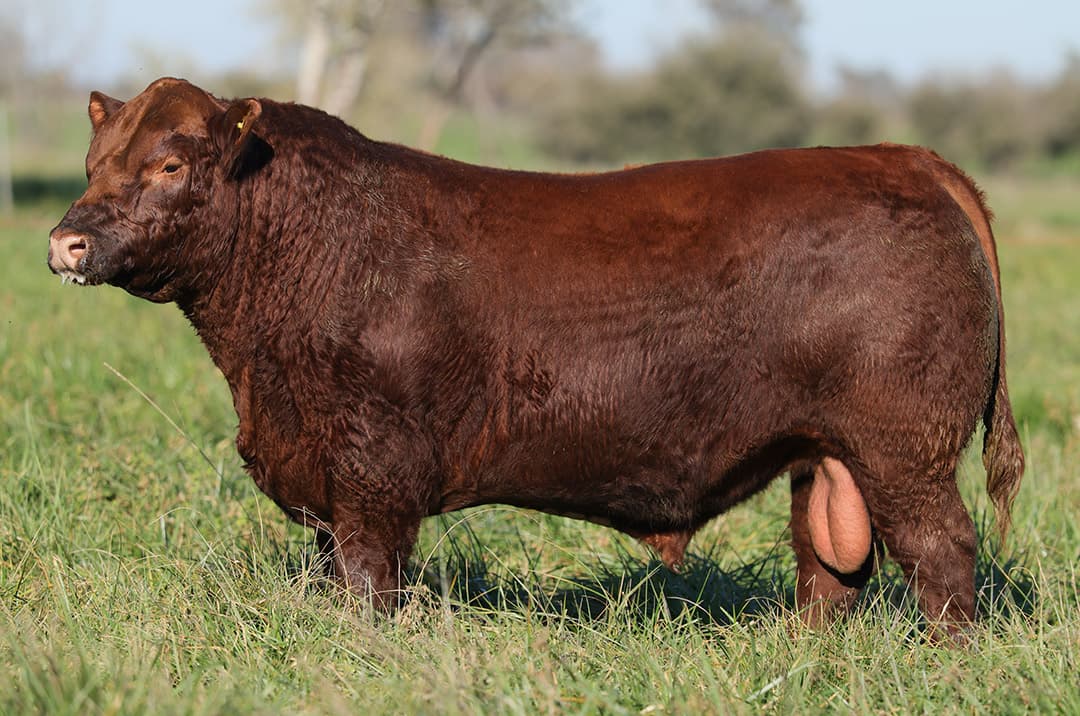 Iberá J5014