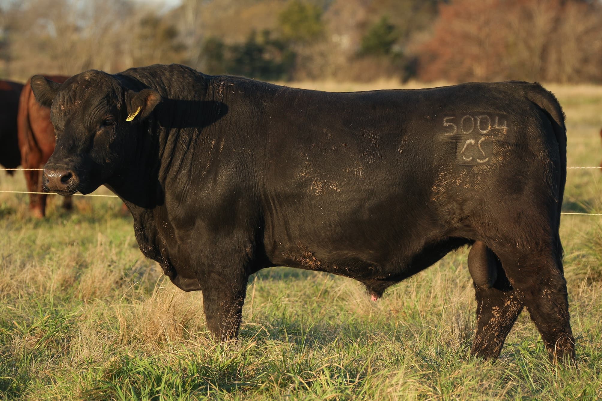 Toro RP 5004