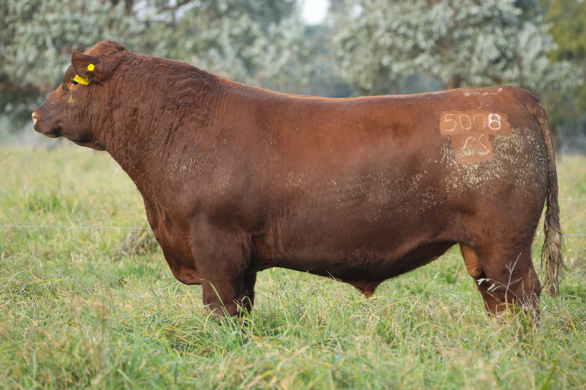 Toro RP 5008