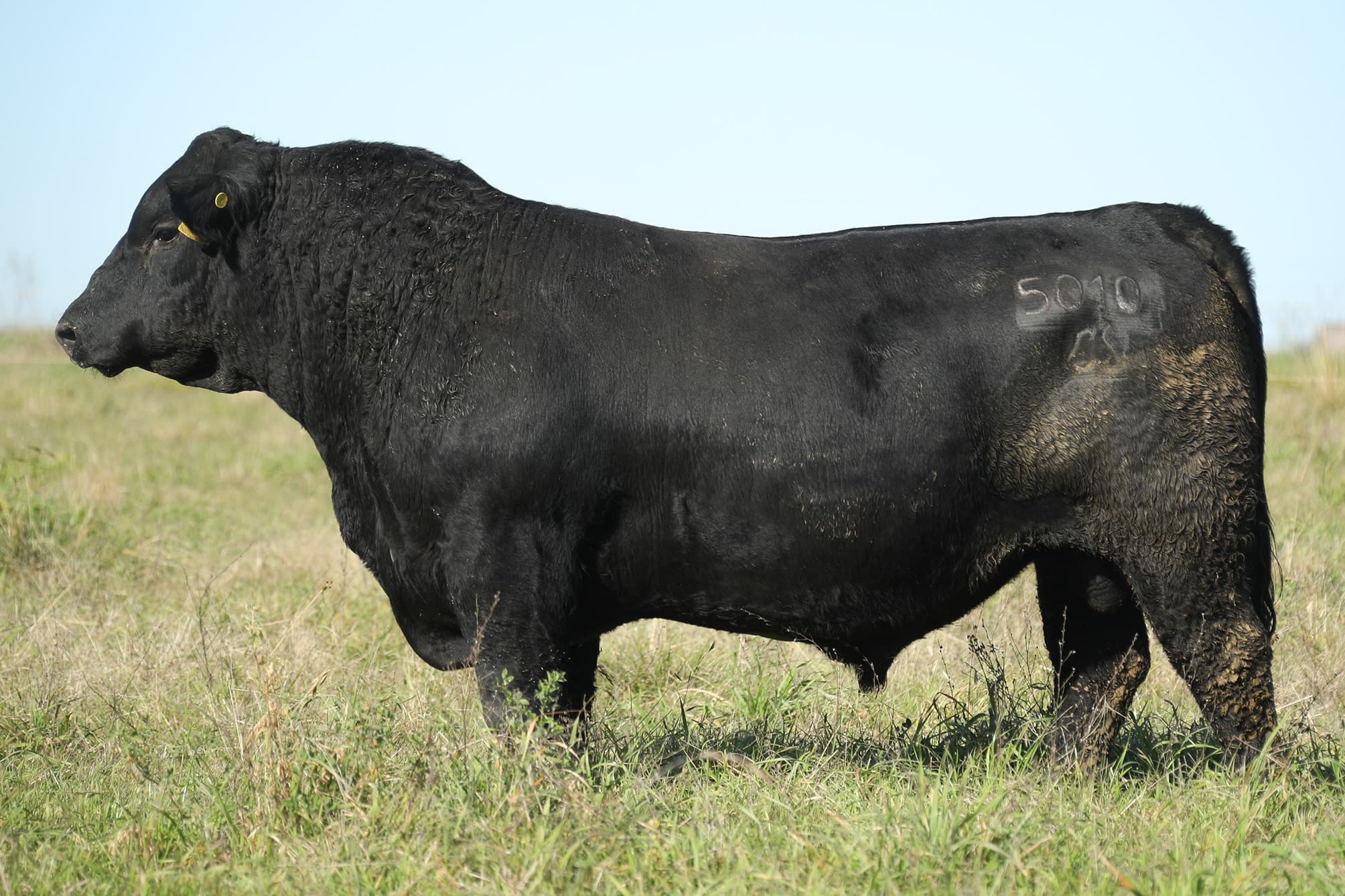 Toro RP 5010