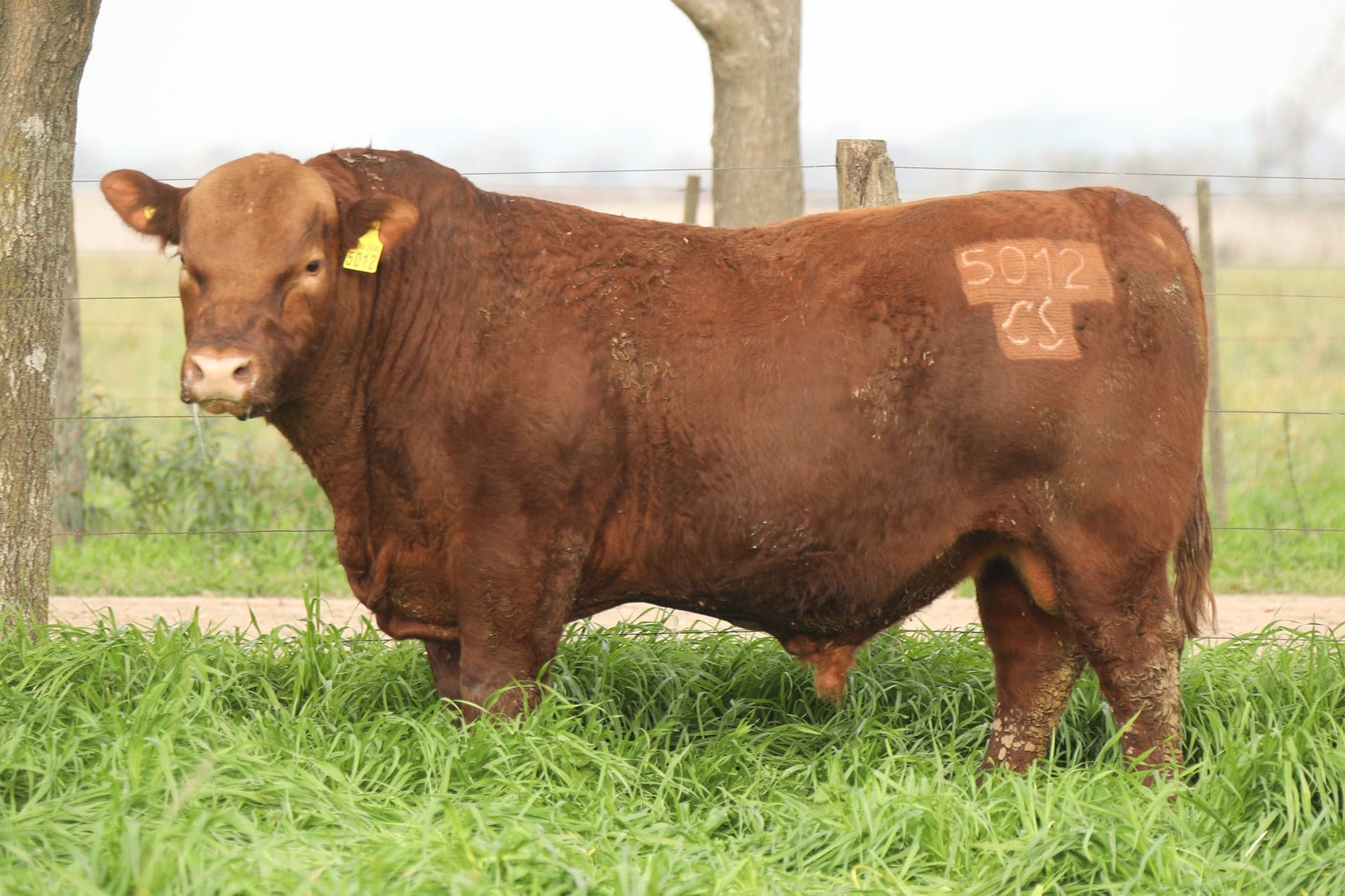 Toro RP 5012