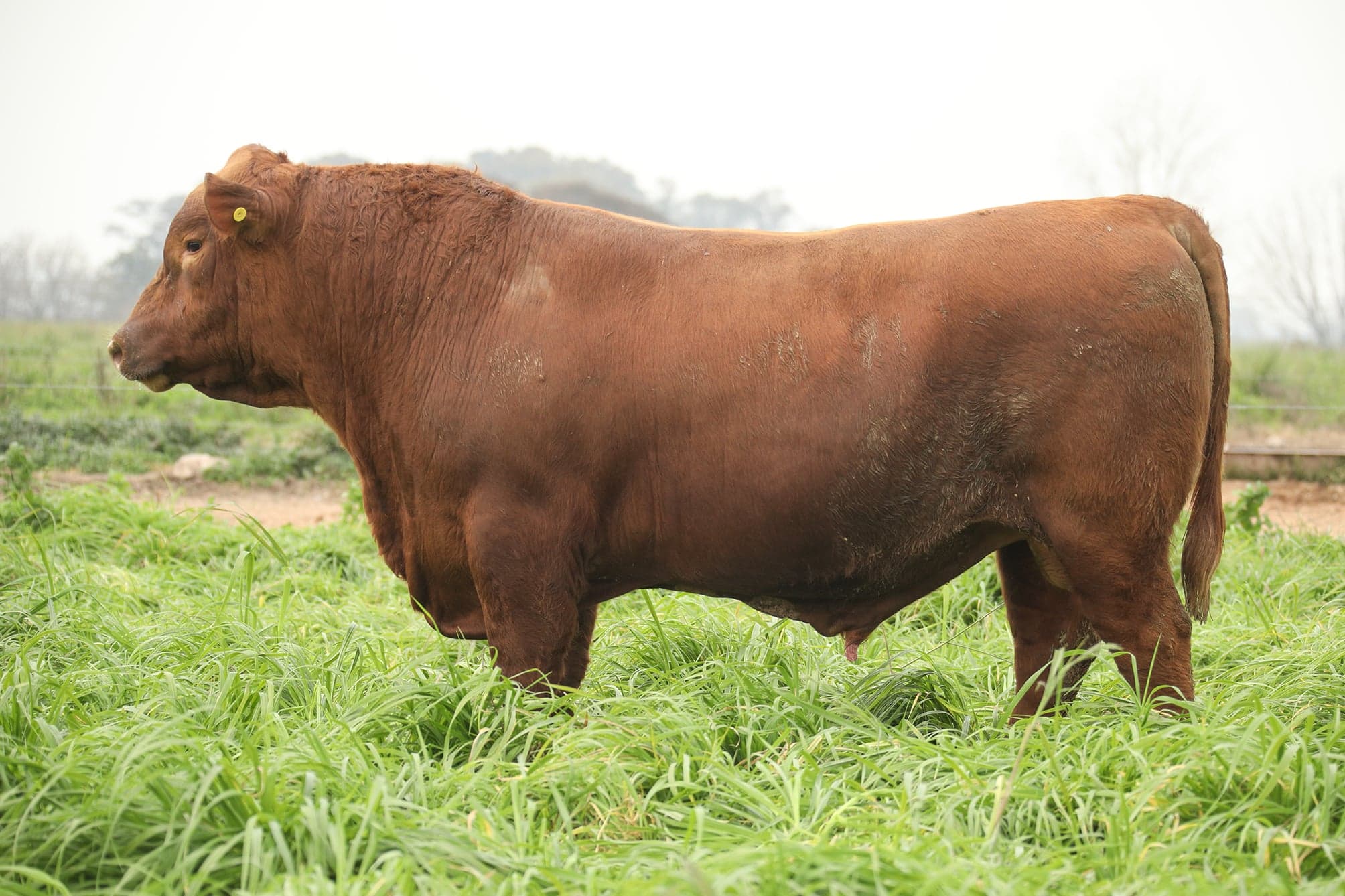 Toro RP 5018