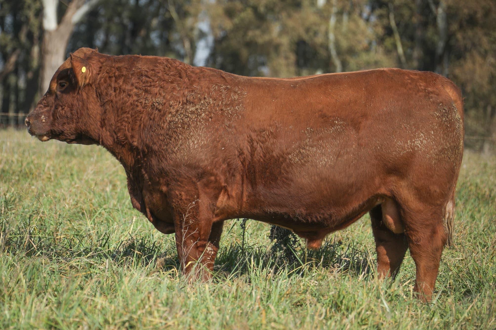 Toro RP 5022