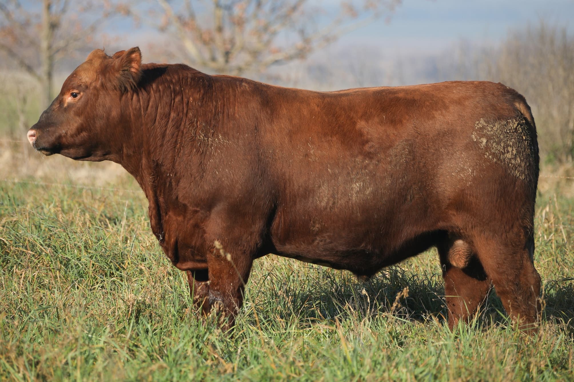 Toro RP 5028