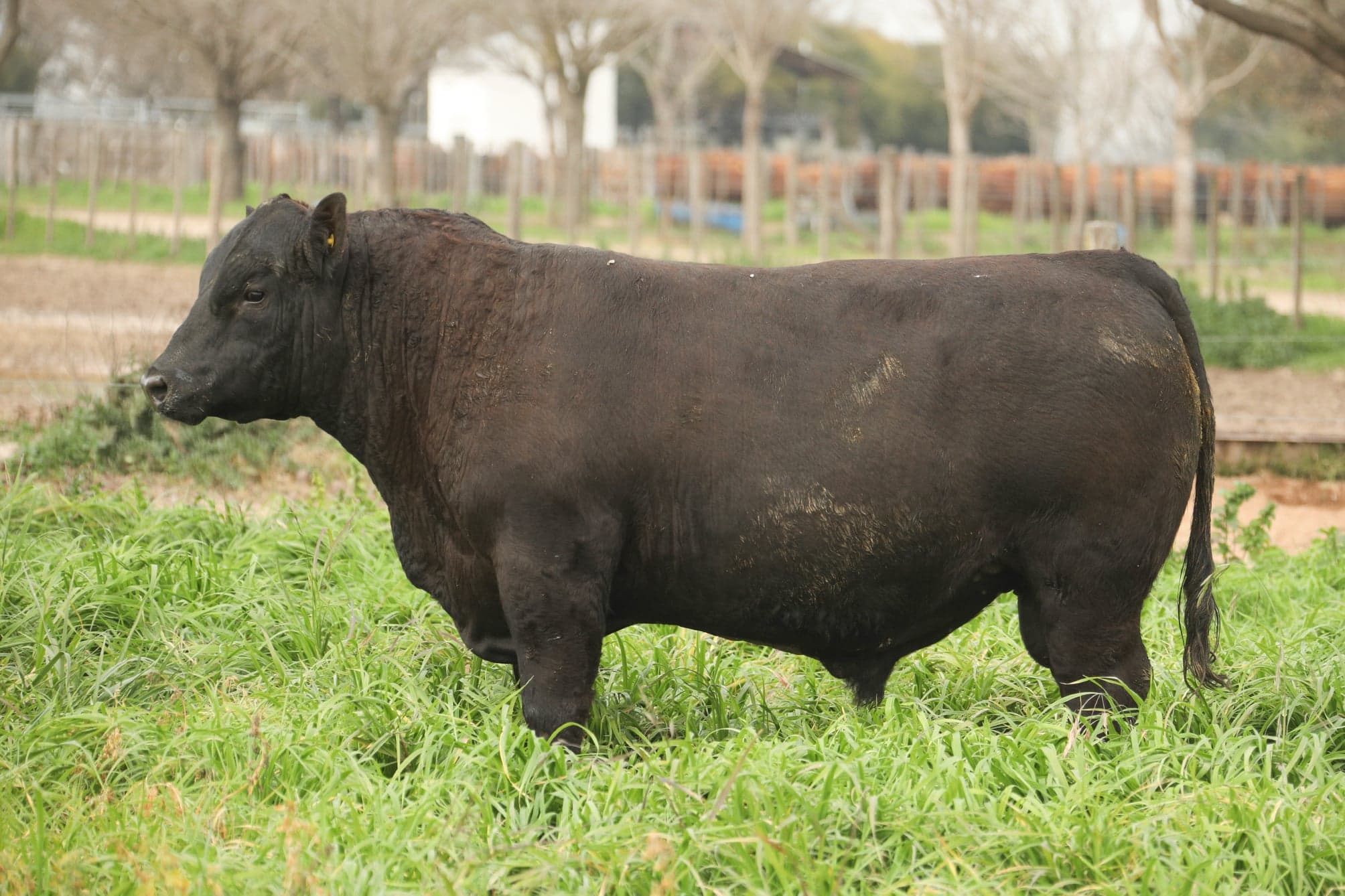Toro RP 5032