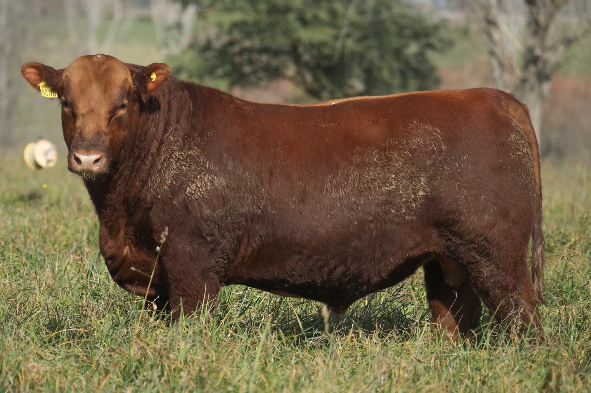 Toro RP 5036