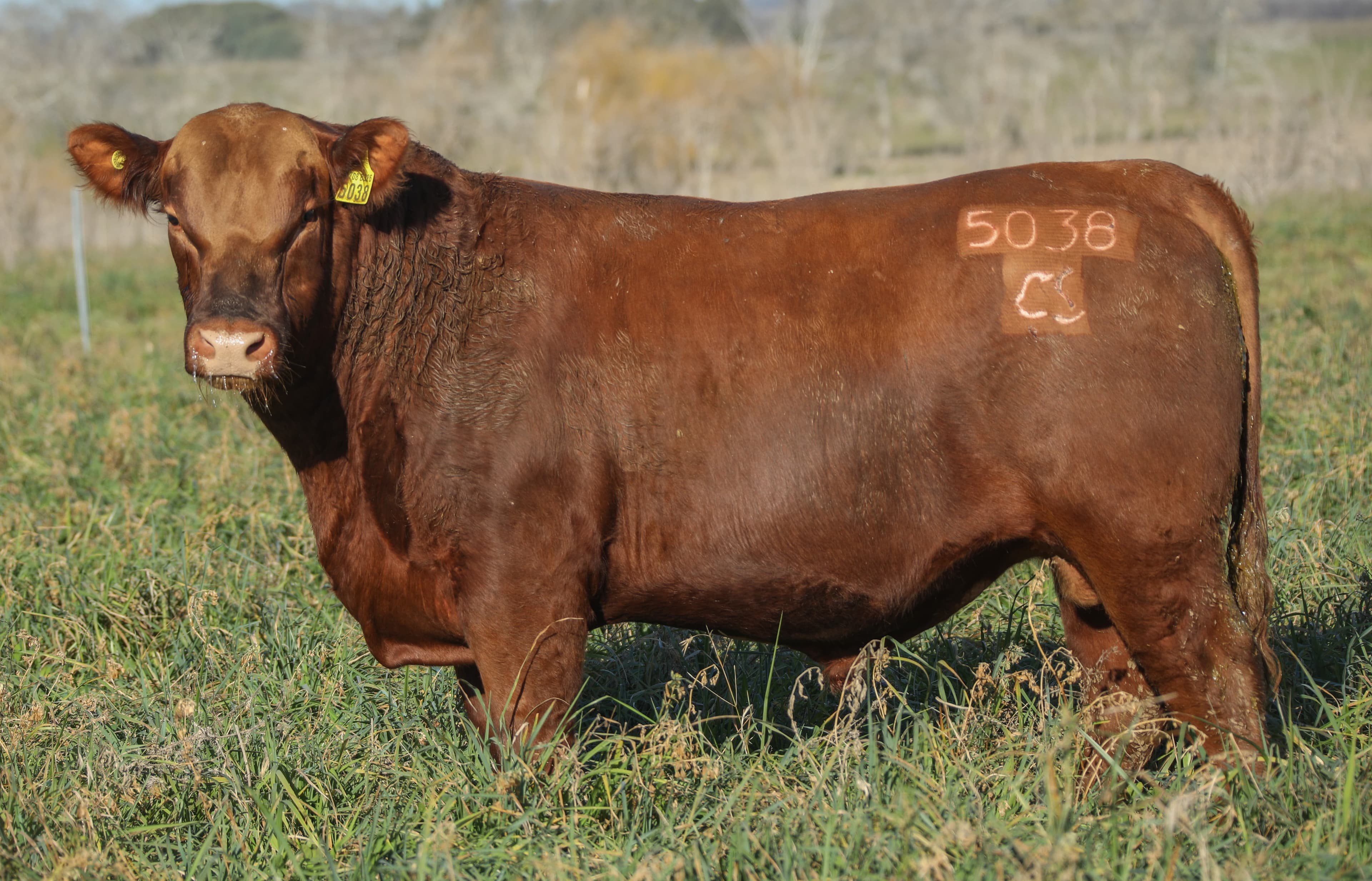 Toro RP 5038