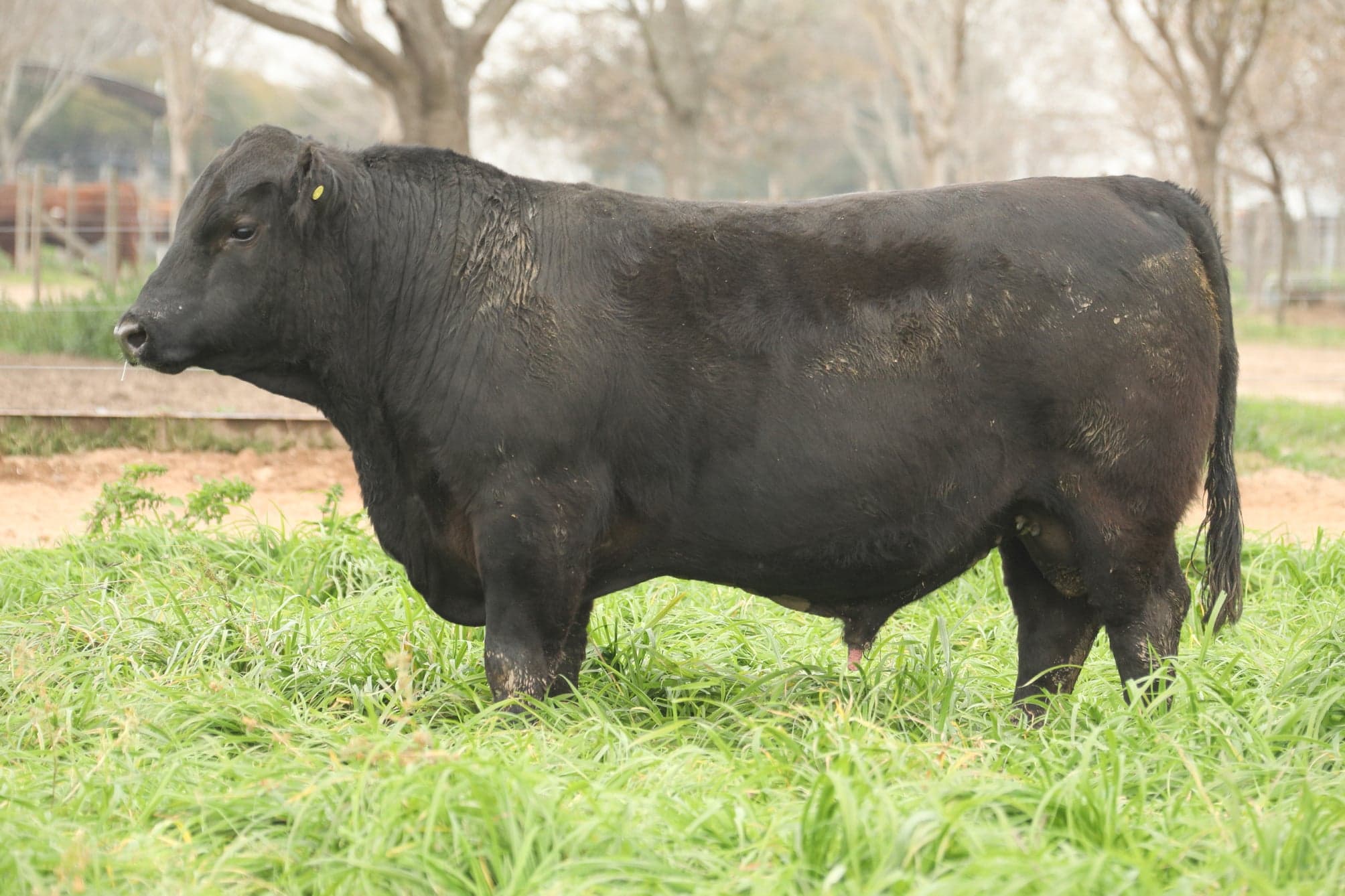 Toro RP 5048