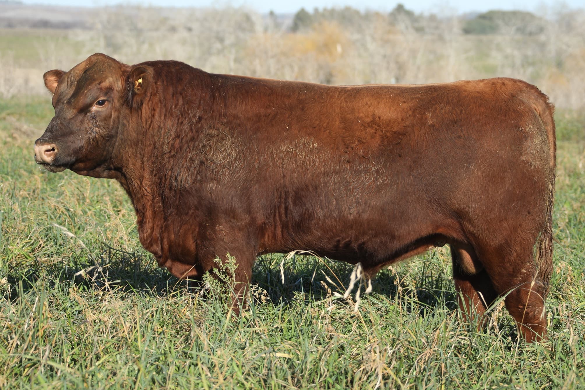 Toro RP 5052