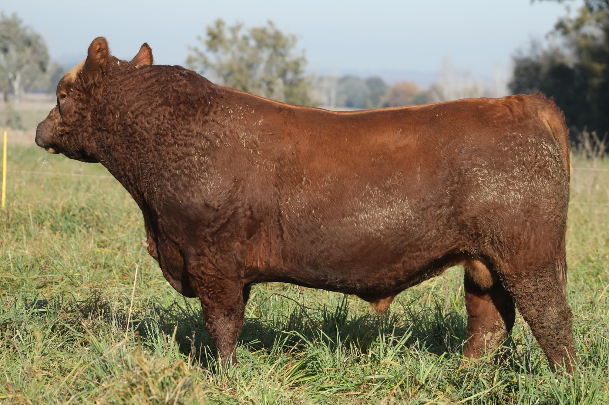 Toro RP 5064