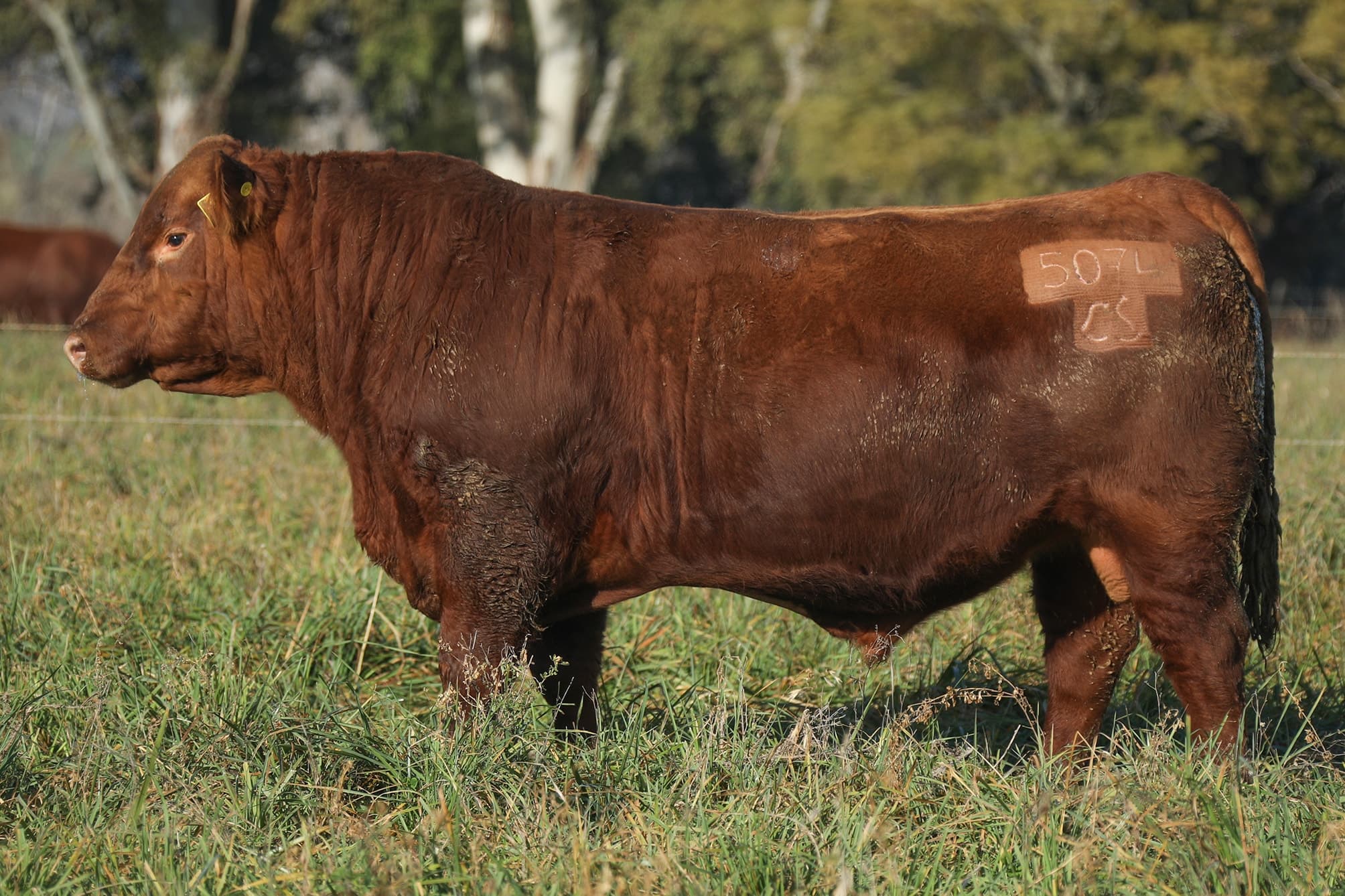 Toro RP 5074
