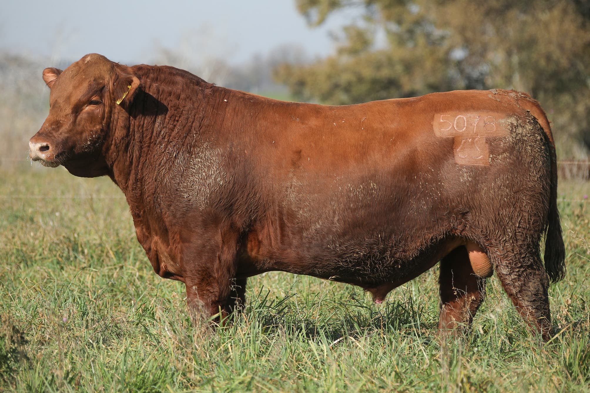 Toro RP 5078