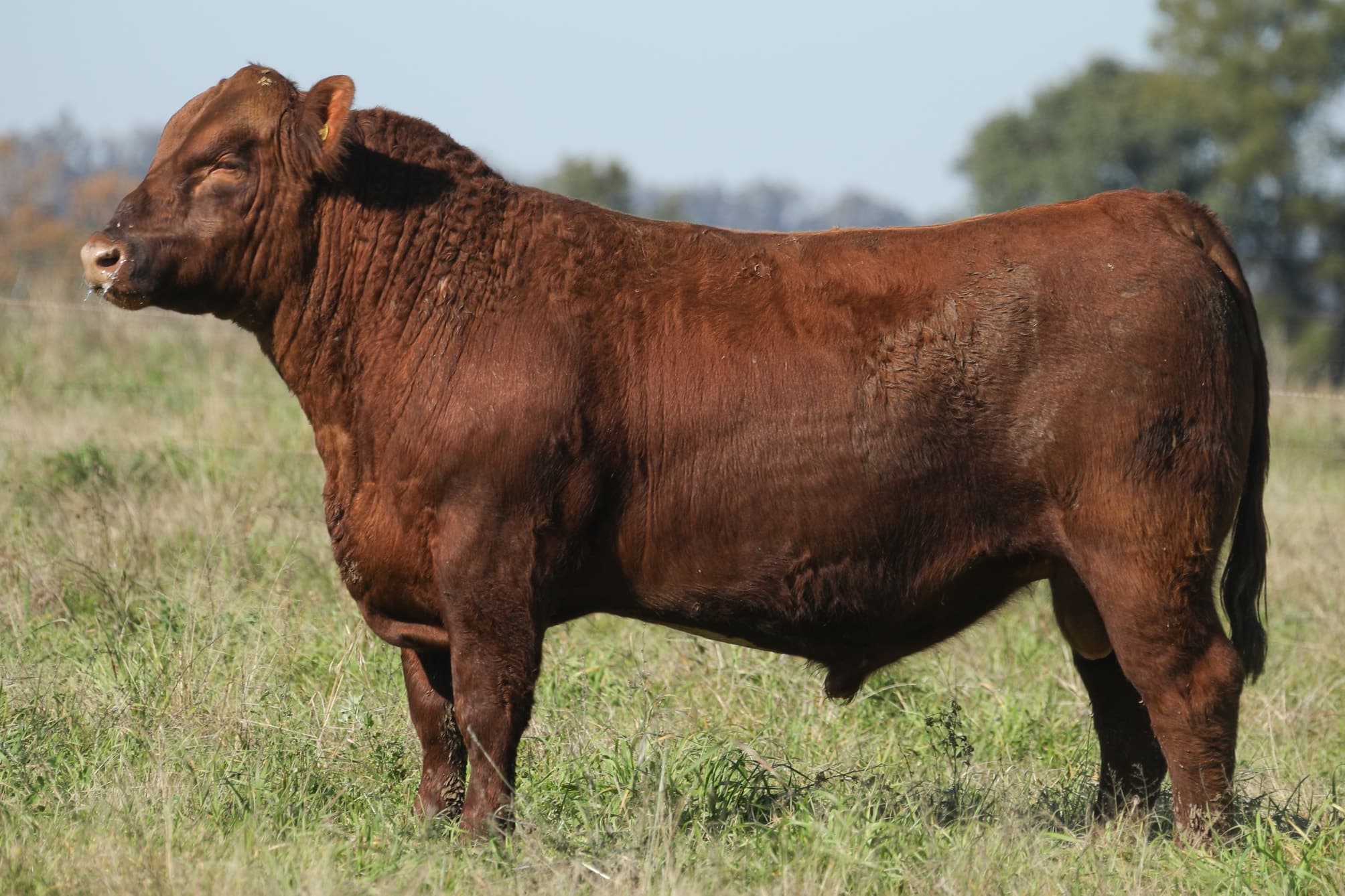 Toro RP 5082