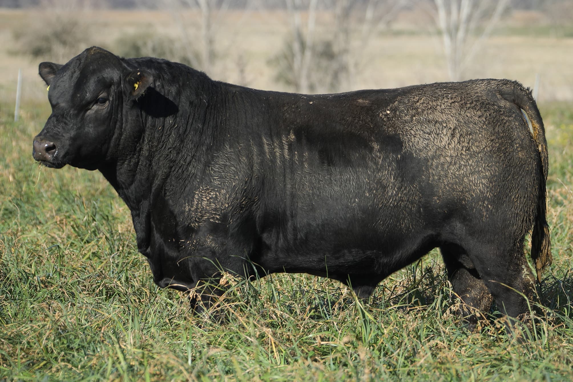 Toro RP 5092