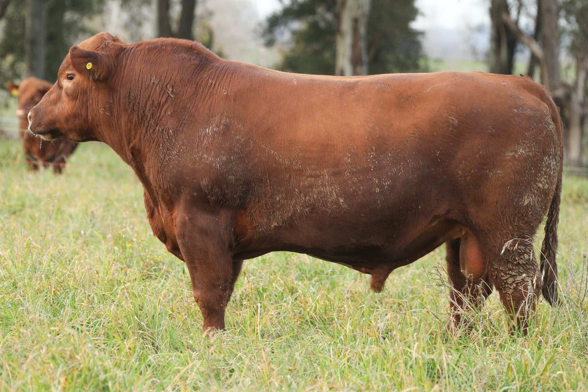 Toro RP 5094