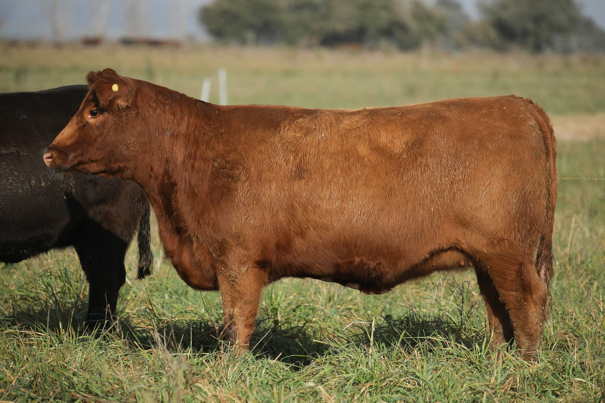 Vaquillona RP 5097