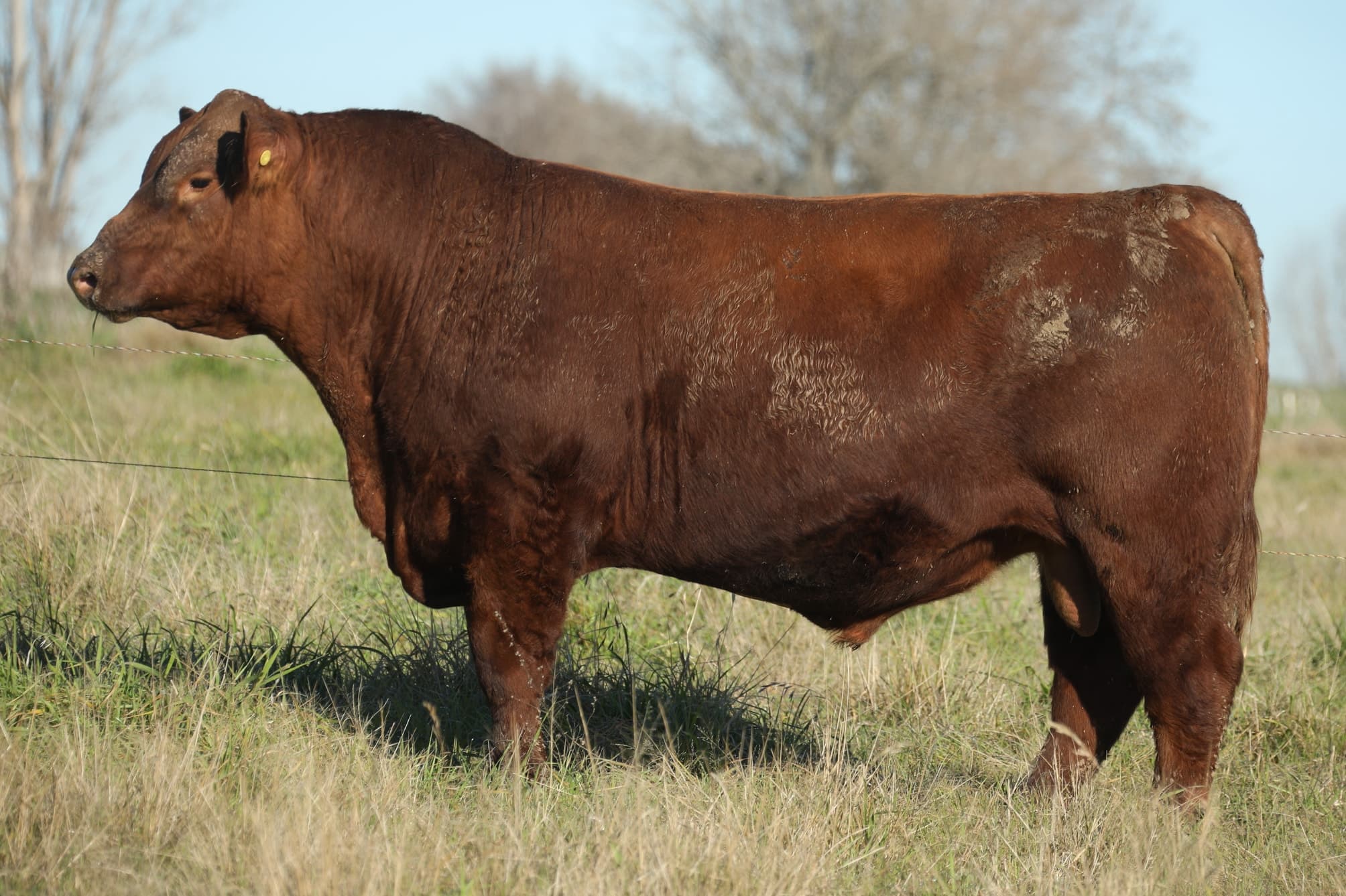 Toro RP 5100