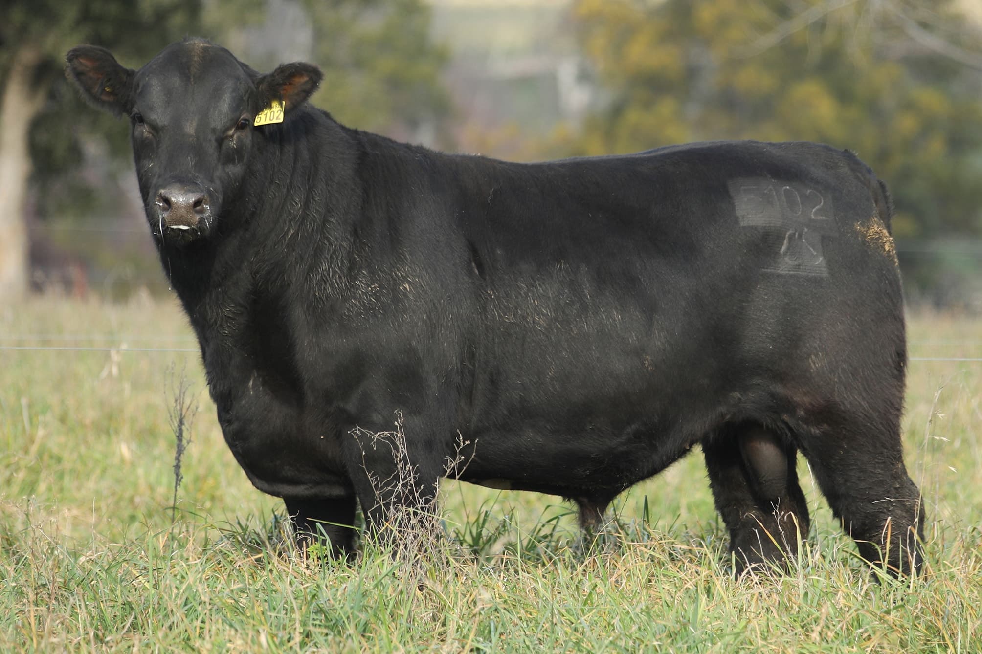 Toro RP 5102