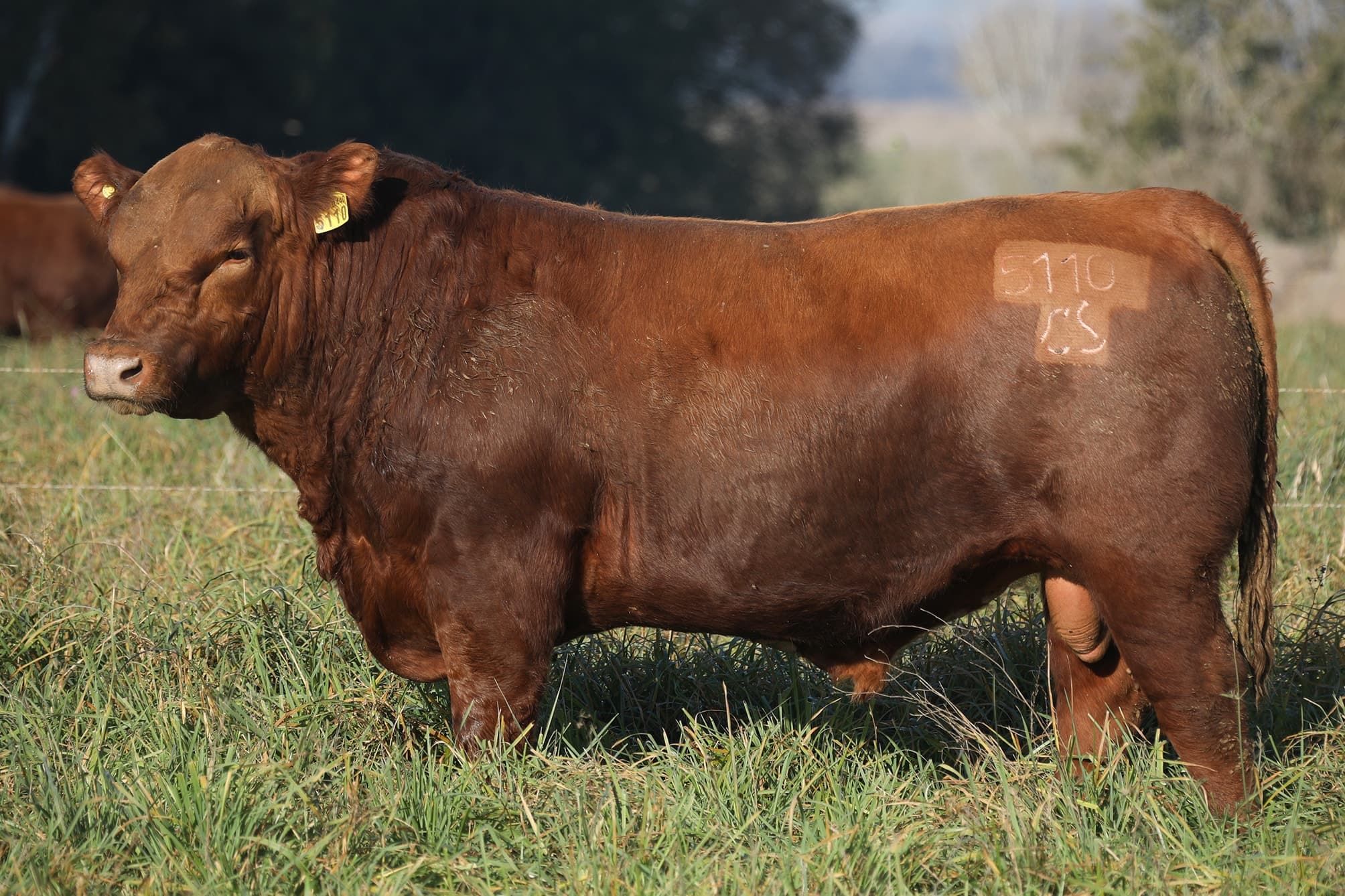 Toro RP 5110