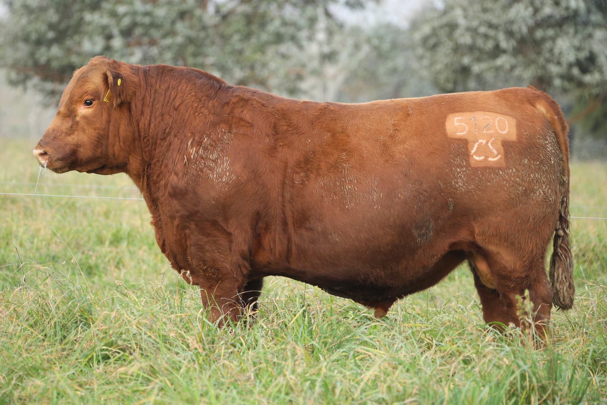 Toro RP 5120