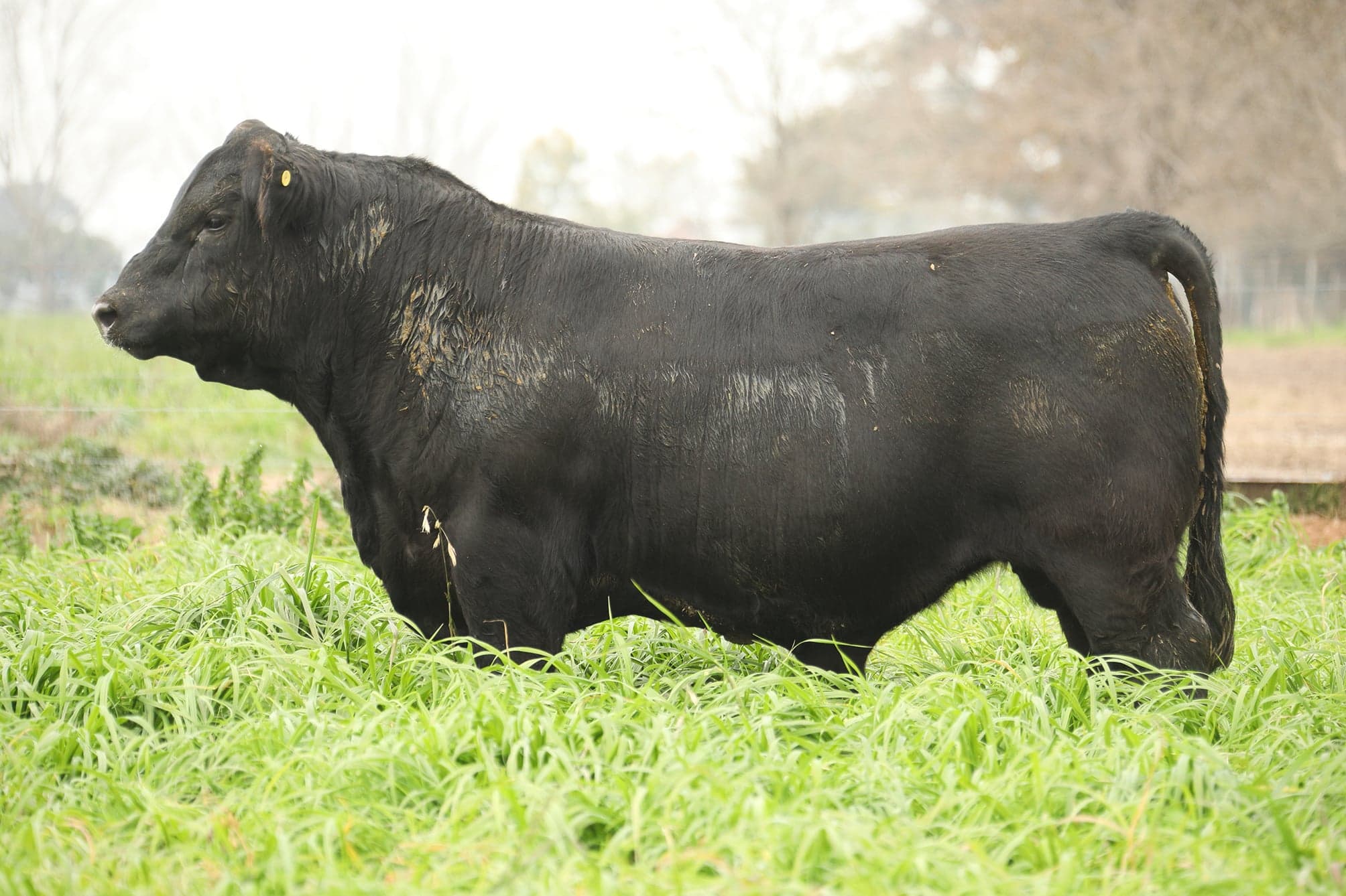 Toro RP 5122