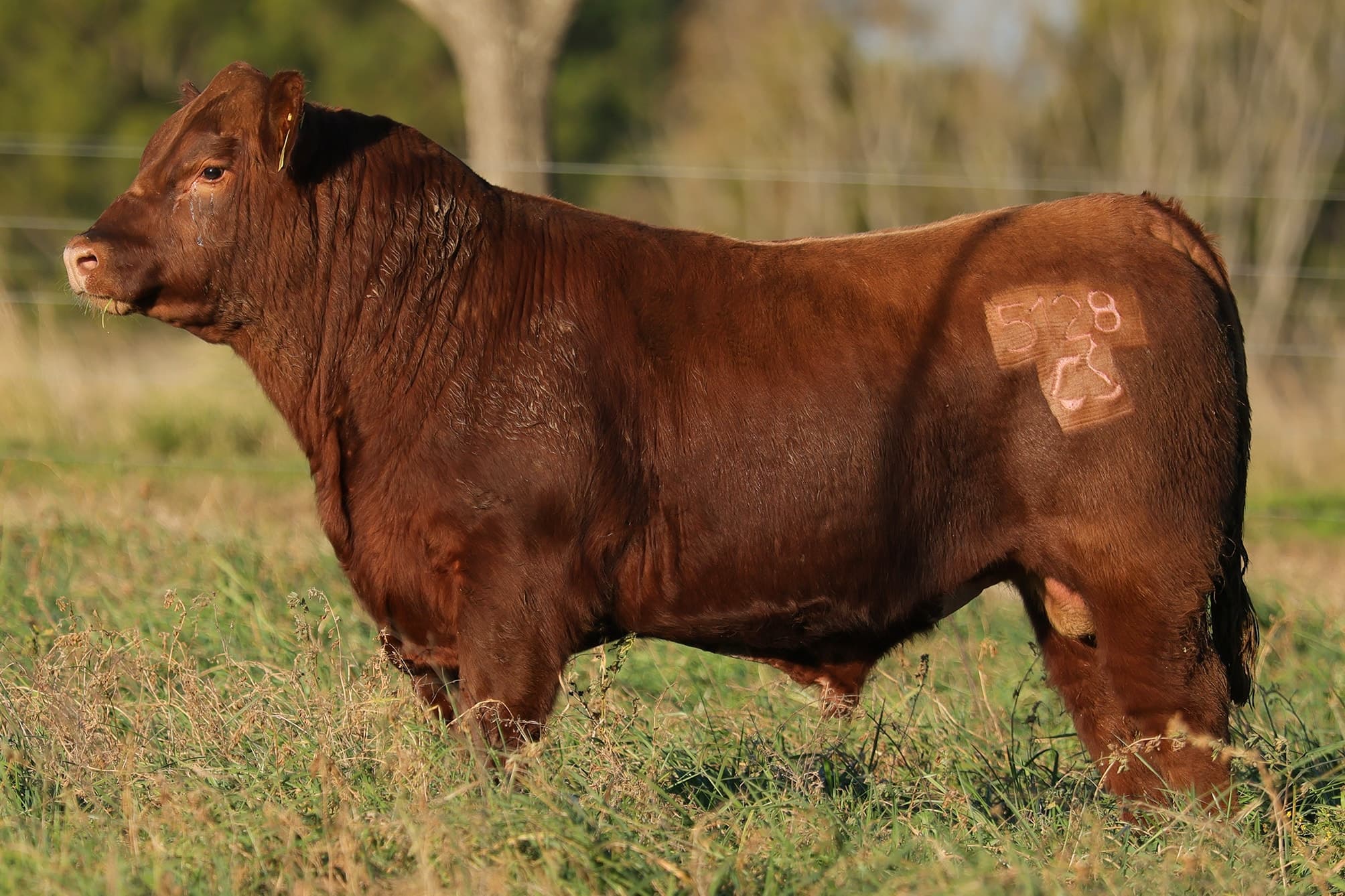 Toro RP 5128