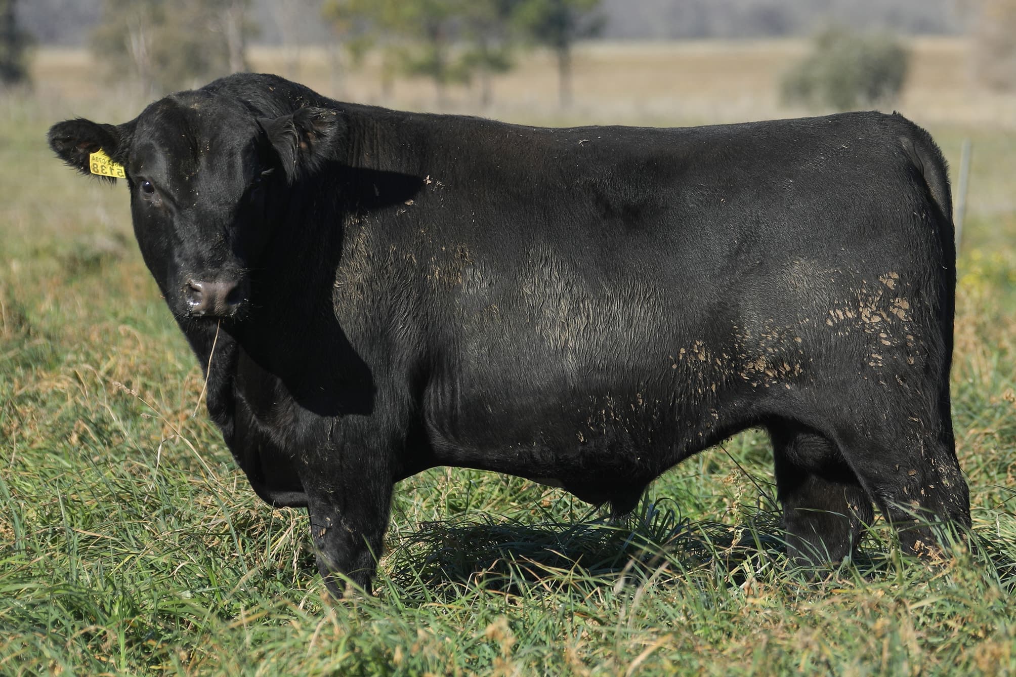 Toro RP 5138
