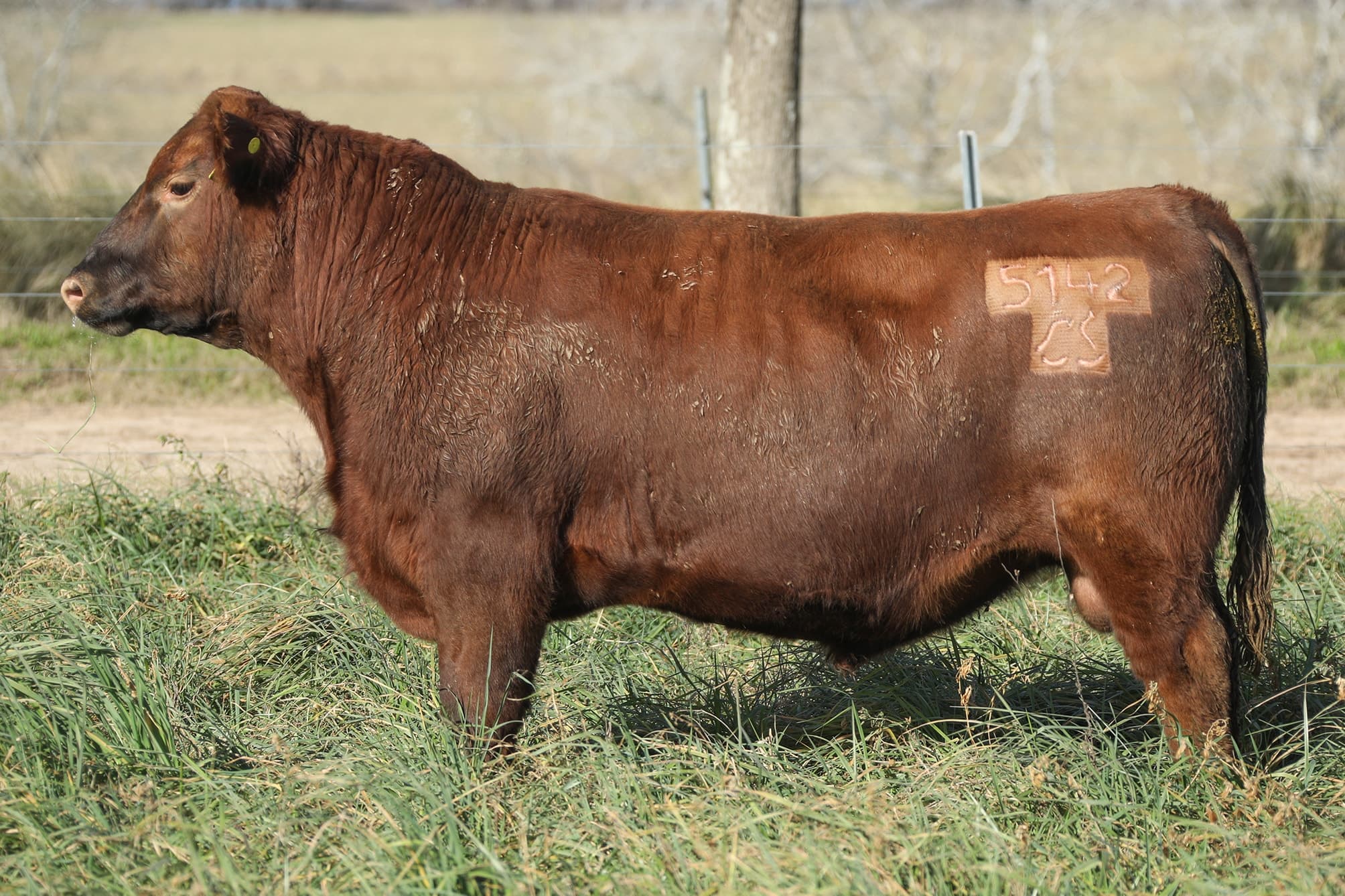 Toro RP 5142