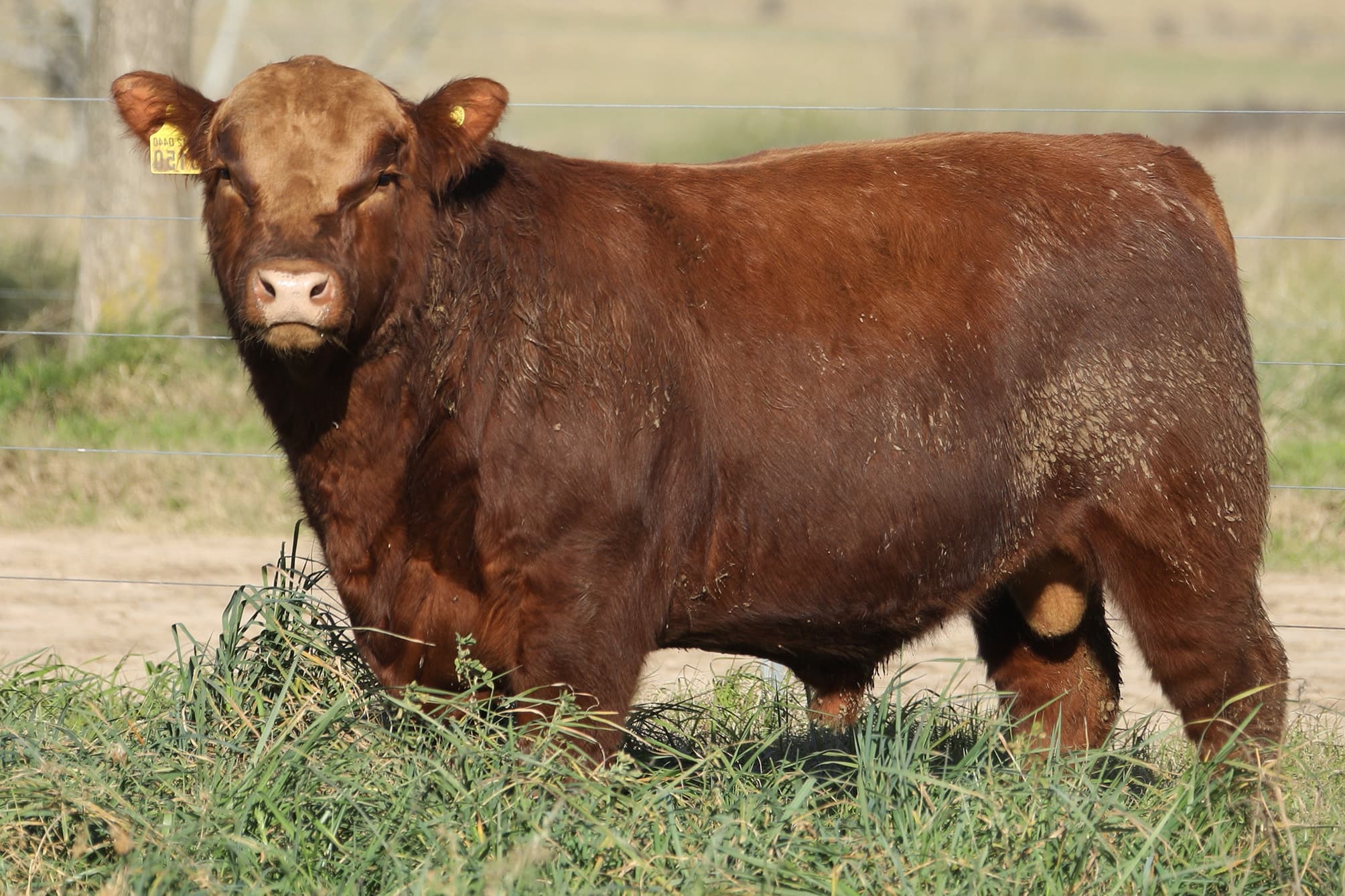 Toro RP 5150