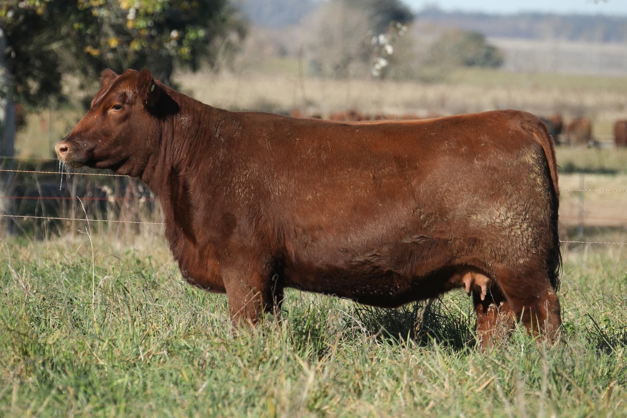 Vaquillona RP 5155