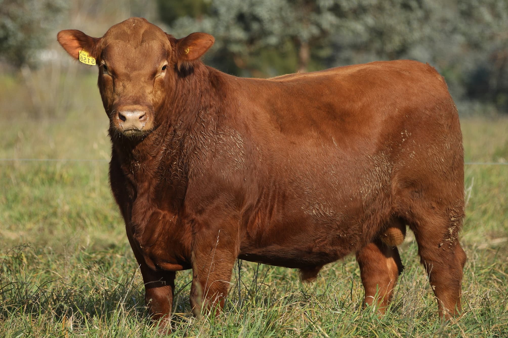Toro RP 5156