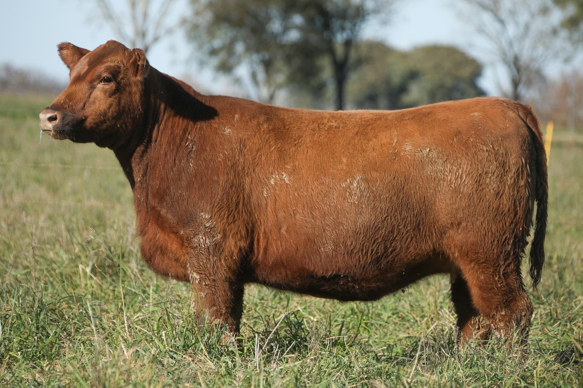 Vaquillona RP 5159