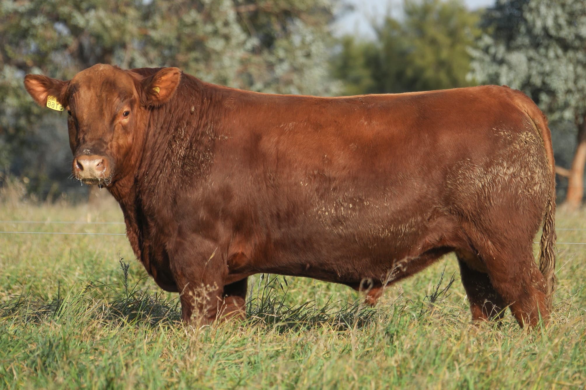 Toro RP 5166