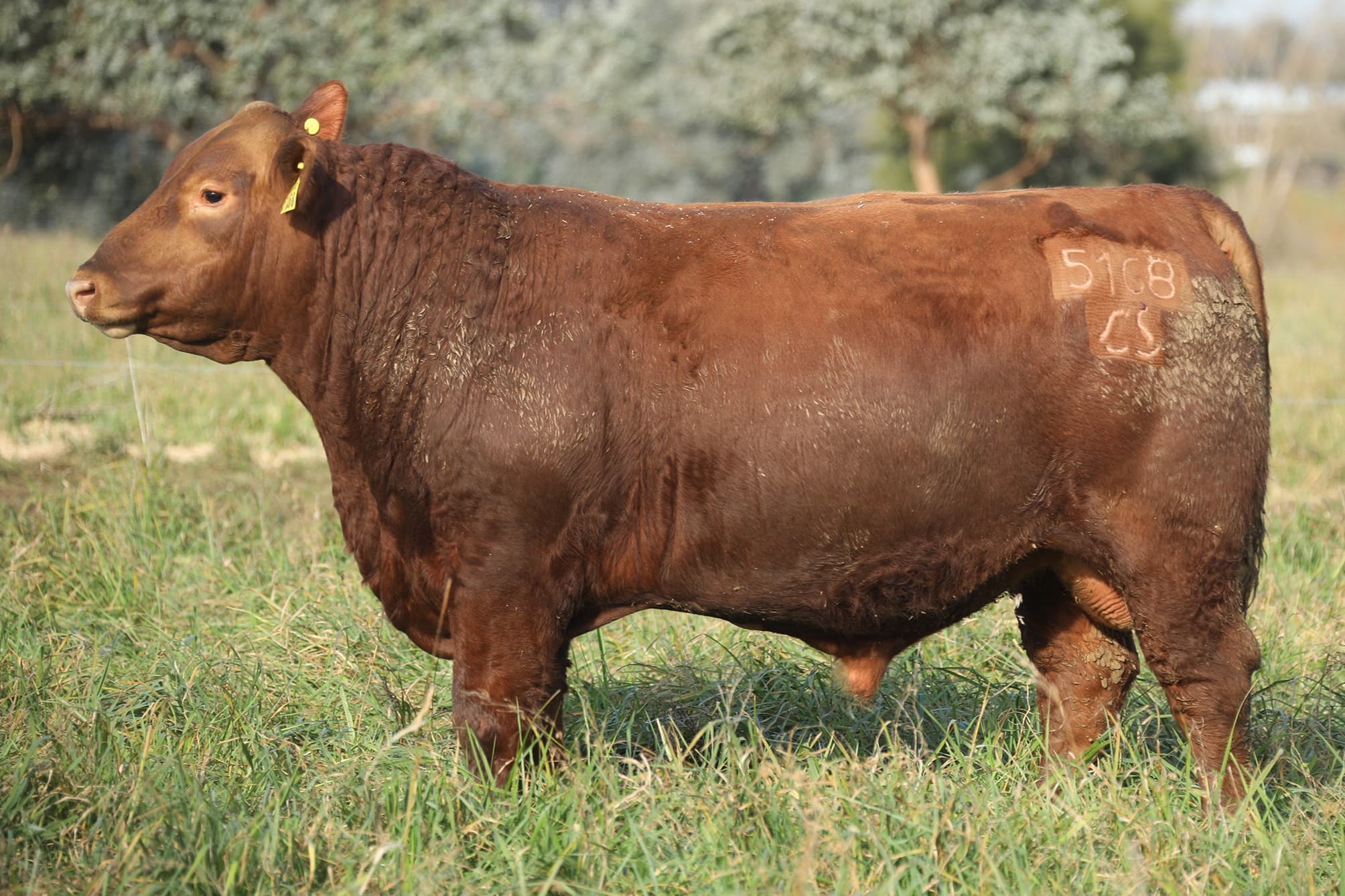 Toro RP 5168