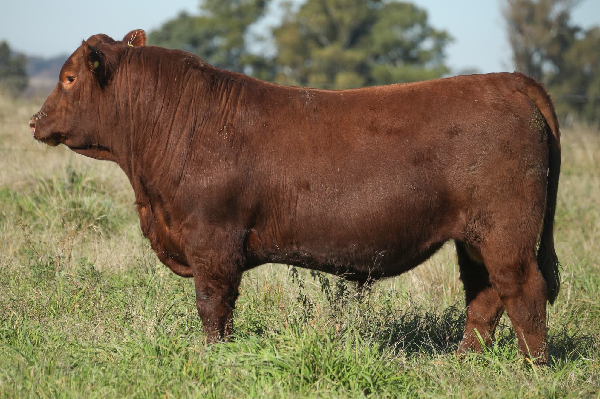 Toro RP 5182