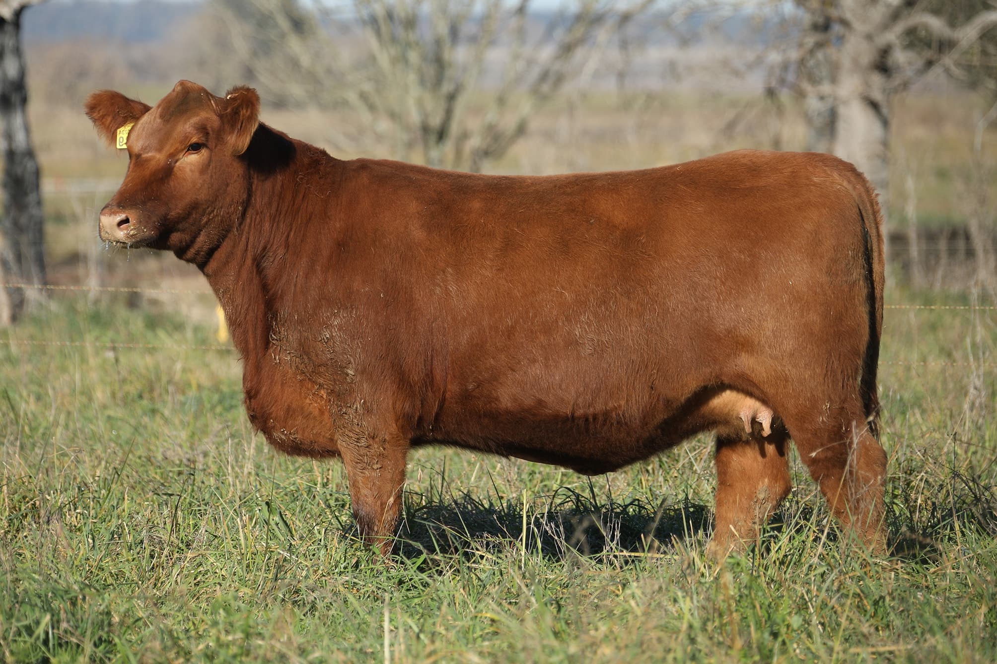 Vaquillona RP 5189