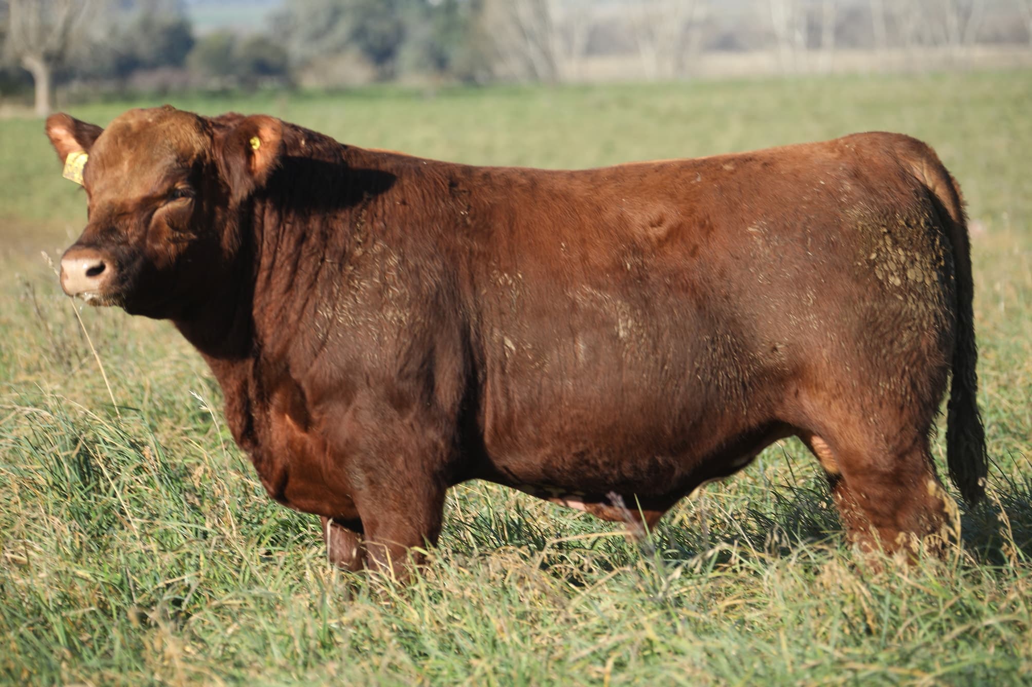 Toro RP 5192